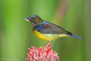 Brown-throated Sunbird-151115-101EOS5D-FY5S5648-W.jpg