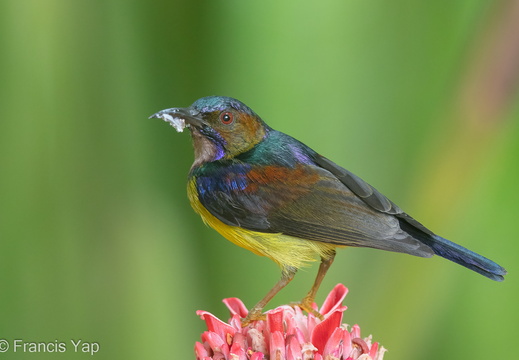 Brown-throated Sunbird