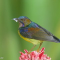 Brown-throated_Sunbird-151115-101EOS5D-FY5S5678-W.jpg