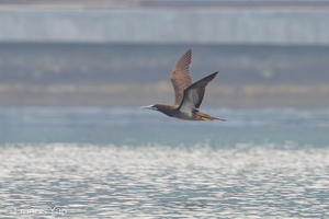 Brown Booby-160416-124EOS1D-FY1X6811-W.jpg