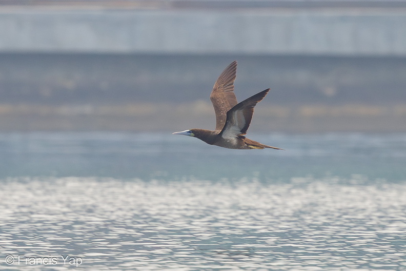 Brown_Booby-160416-124EOS1D-FY1X6811-W.jpg