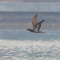Brown_Booby-160416-124EOS1D-FY1X6811-W.jpg