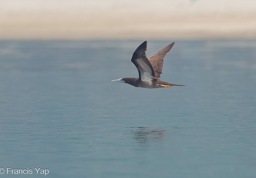 Brown Booby