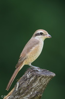 Brown Shrike-181124-113ND500-FYP_9921-W.jpg