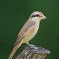 Brown_Shrike-181124-113ND500-FYP_9921-W.jpg