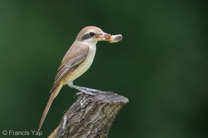 Brown Shrike-181124-114ND500-FYP_0302-W.jpg