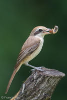 Brown Shrike-181124-114ND500-FYP_0387-W.jpg