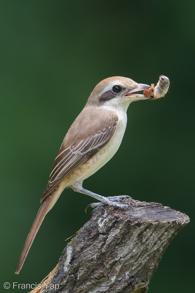 Brown_Shrike-181124-114ND500-FYP_0387-W.jpg