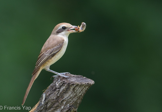 Brown Shrike