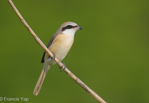 Brown Shrike