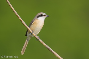 Brown Shrike-260115-150FRYAP-FYA05592-W.jpg