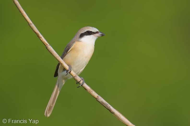 Brown_Shrike-260115-150FRYAP-FYA05592-W.jpg