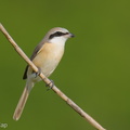 Brown_Shrike-260115-150FRYAP-FYA05592-W.jpg