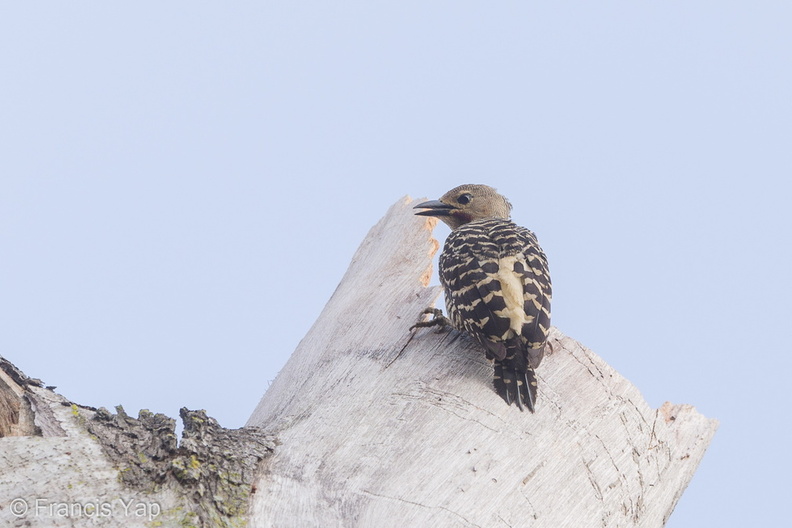 Buff-rumped_Woodpecker-190605-117ND500-FYP_7025-W.jpg