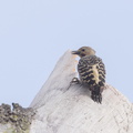 Buff-rumped_Woodpecker-190605-117ND500-FYP_7025-W.jpg