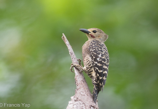 Buff-rumped Woodpecker