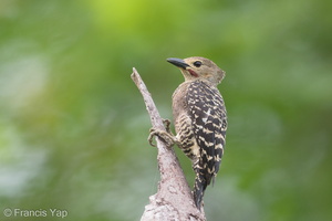 Buff-rumped Woodpecker-190617-117ND500-FYP_8767-W.jpg