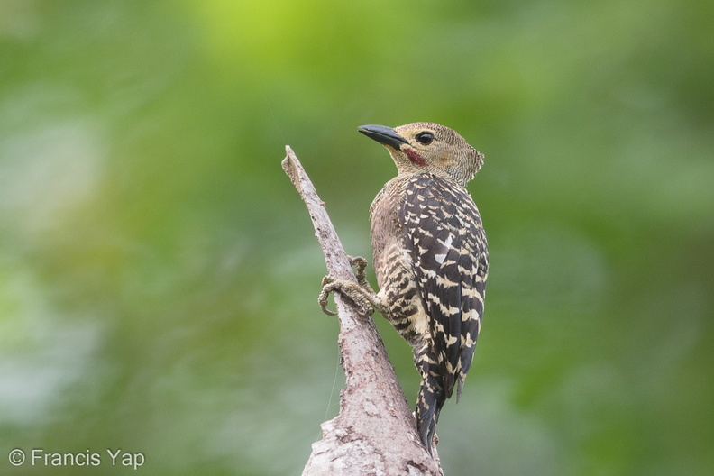 Buff-rumped_Woodpecker-190617-117ND500-FYP_8767-W.jpg