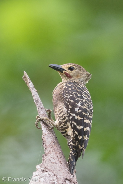 Buff-rumped_Woodpecker-190617-117ND500-FYP_8768-W.jpg