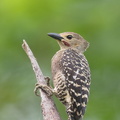 Buff-rumped_Woodpecker-190617-117ND500-FYP_8768-W.jpg