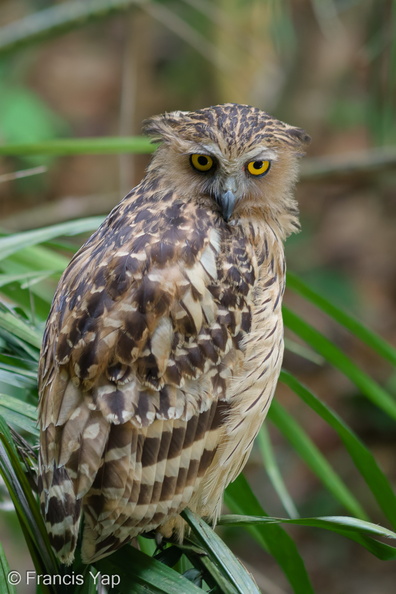 Buffy_Fish_Owl-100822-102EOS7D-IMG_7113-W.jpg