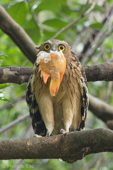 Buffy_Fish_Owl-170126-109EOS1D-F1X23766-W.jpg