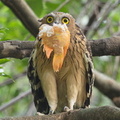 Buffy_Fish_Owl-170126-109EOS1D-F1X23766-W.jpg