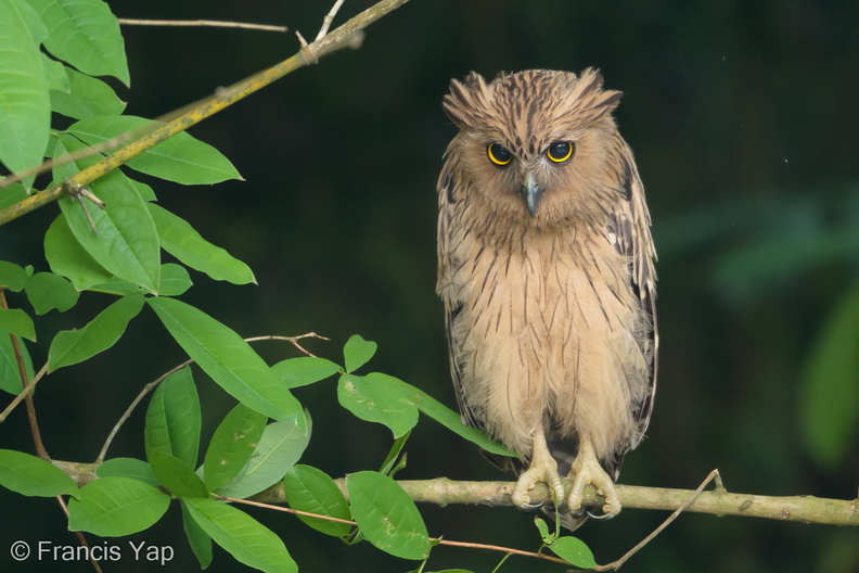 Buffy_Fish_Owl-180405-109ND500-FYP_0551-W.jpg