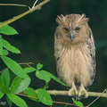 Buffy_Fish_Owl-180405-109ND500-FYP_0551-W.jpg