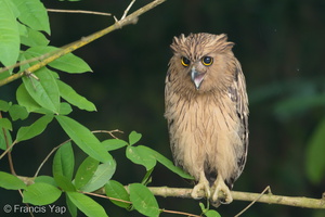 Buffy Fish Owl-180405-109ND500-FYP_0803-W.jpg