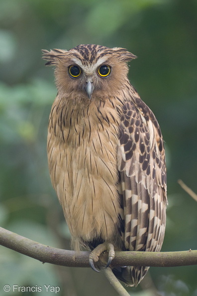 Buffy_Fish_Owl-210806-117MSDCF-FRY07505-W.jpg