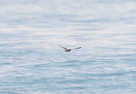 Bulwer's Petrel