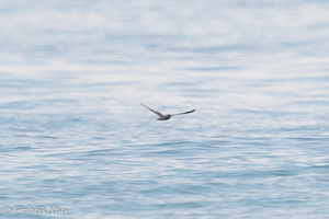 Bulwer's Petrel-161112-104EOS7D-FY7D8387-W.jpg