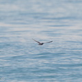 Bulwers_Petrel-161112-104EOS7D-FY7D8387-W.jpg