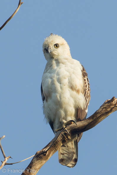 Changeable_Hawk-Eagle-120420-110EOS1D-FYAP6995-W.jpg