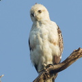 Changeable_Hawk-Eagle-120420-110EOS1D-FYAP6995-W.jpg