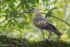 Changeable Hawk-Eagle-121202-104EOS1D-FY1X2395-W.jpg