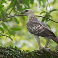 Changeable_Hawk-Eagle-121202-104EOS1D-FY1X2395-W.jpg