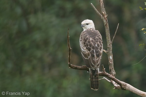 Changeable Hawk-Eagle-160916-104EOS1D-F1X24237-W.jpg