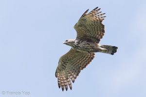 Changeable Hawk-Eagle-181020-112ND500-FYP_0519-W.jpg