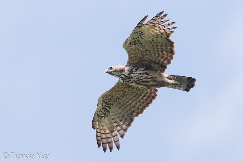 Changeable_Hawk-Eagle-181020-112ND500-FYP_0519-W.jpg