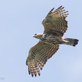 Changeable_Hawk-Eagle-181020-112ND500-FYP_0519-W.jpg