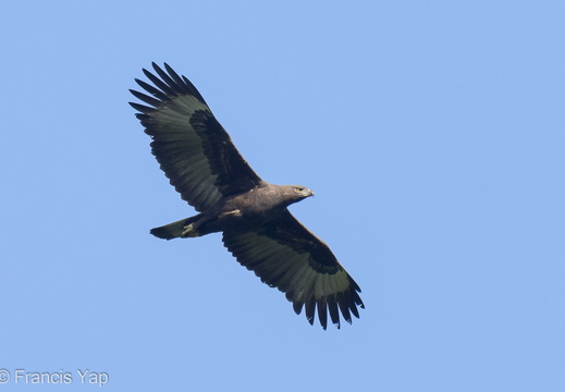 Changeable Hawk-Eagle