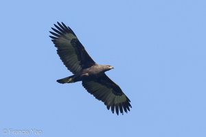 Changeable Hawk-Eagle-210302-101MSDCF-FRY04700-W.jpg