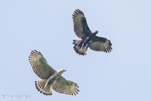 Changeable Hawk-Eagle-231103-209MSDCF-FYP06263-W.jpg