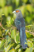 Chestnut-bellied Malkoha-120515-111EOS1D-FYAP1592-W.jpg