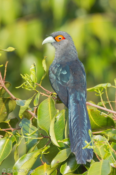 Chestnut-bellied_Malkoha-120515-111EOS1D-FYAP1592-W.jpg