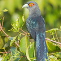 Chestnut-bellied_Malkoha-120515-111EOS1D-FYAP1592-W.jpg