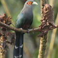 Chestnut-bellied_Malkoha-151007-100EOS5D-FY5S9361-W.jpg