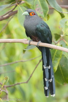 Chestnut-bellied Malkoha-160909-104EOS1D-F1X22219-W.jpg